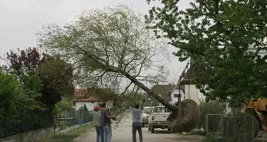 Vysazování vzrostlého stromu o obvodu kmene 60 - 70cm, výšky cca. 10m a stáří kolem 40 let