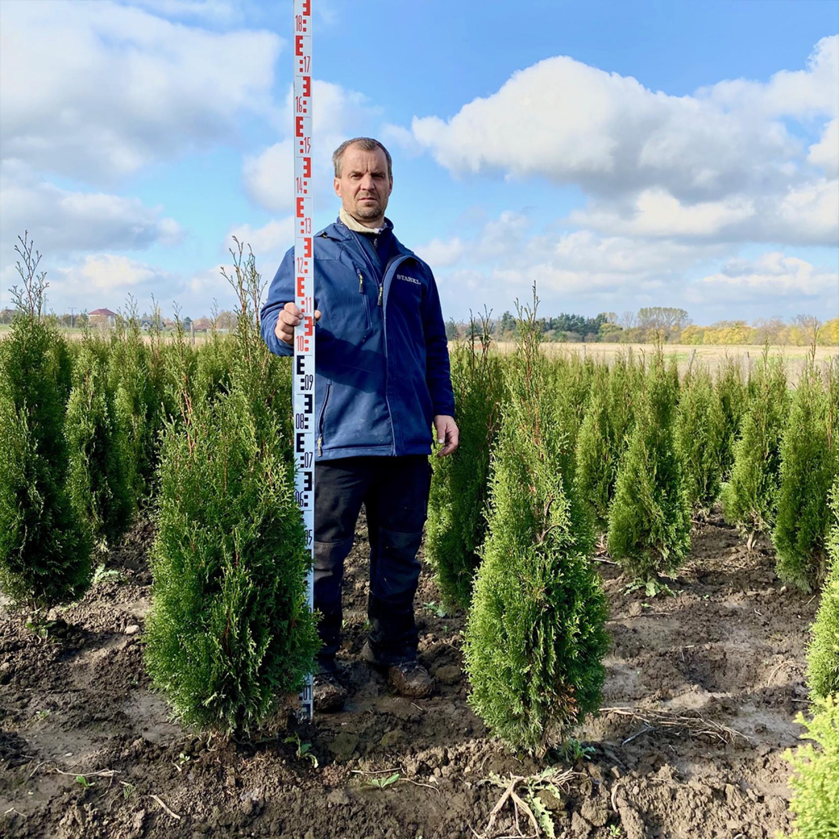 Thuja occidentalis 'Dark Embers' - Zerav | Starkl - zahradnk spol. s r.o.  STROMY