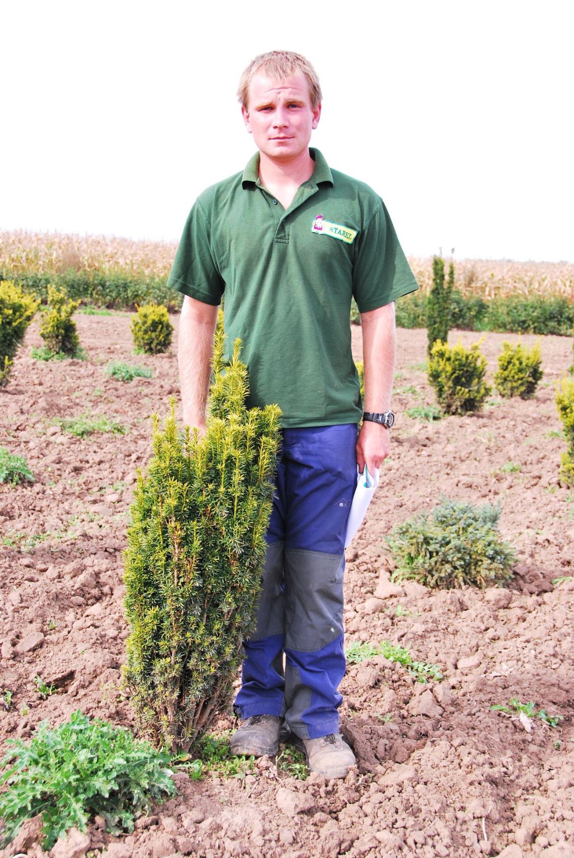 Taxus baccata 'Germers Gold' - Tis | Starkl - zahradnk spol. s r.o. STROMY