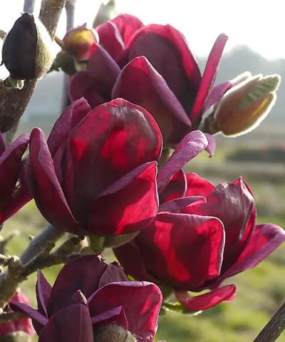 Magnolia x 'Genie'