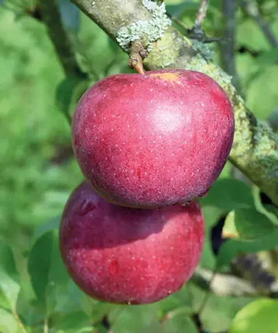 Malus domestica 'Berner Rose'