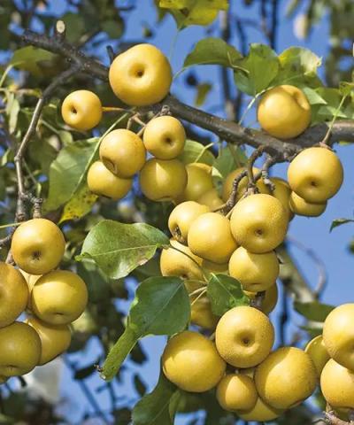 Pyrus pyrifolia 'Nashi'