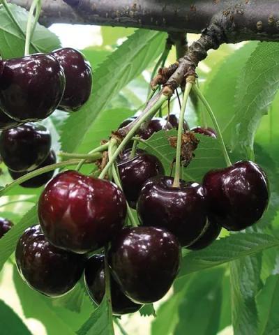 Prunus avium 'Swing'