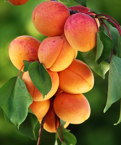 Prunus armeniaca 'Kuresia'