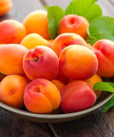 Prunus armeniaca 'Compacta'