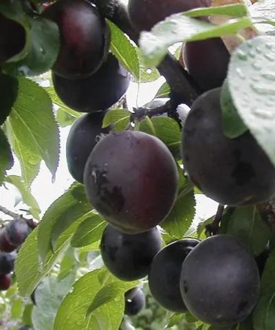 Prunus domestica 'Aprisali' Prunus domestica 'Aprisali'