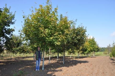 Acer platanoides Acer platanoides