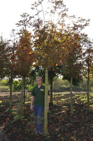 Obvod kmínku 14 - 16 cm