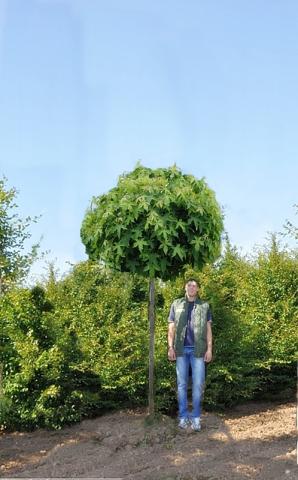 Liquidambar styraciflua 'Gumball' | kmínek 180cm