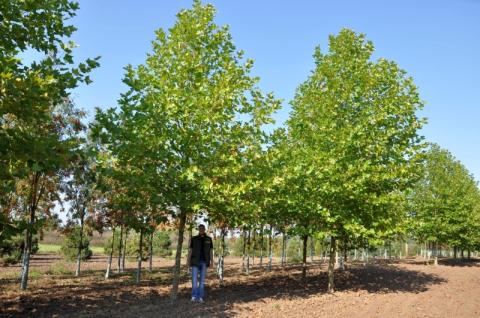 Platanus x acerifolia | kmínek 220 cm