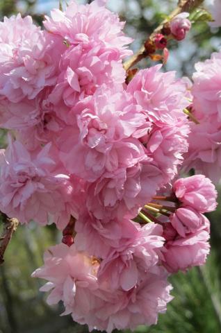 Prunus serr. 'Kiku-shidare-sakura' | kmínek 125