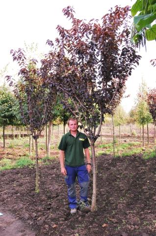 Prunus serr. 'Royal Burgundy' | kmínek 150