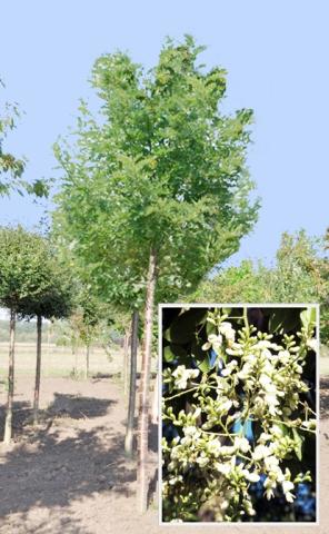 Sophora japonica 'Regent'