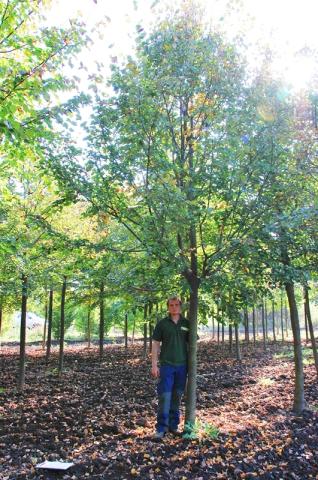 Tilia cordata