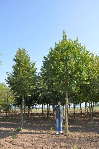 Tilia platyphylla