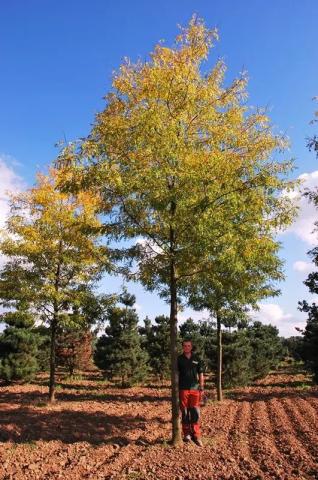 Gleditsia triacanthos 'Skyline'