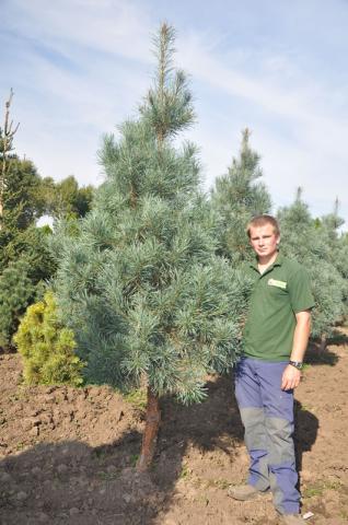 Pinus sylvestris 'Bleu' | kmínek 80-120 cm