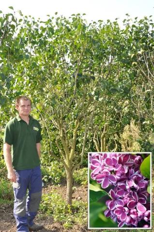 Syringa vulgaris 'Sensation'