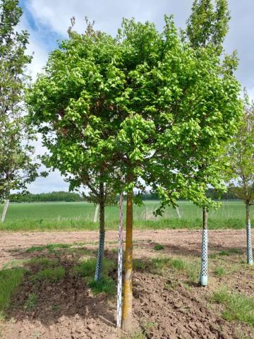 Acer campestre 'Nanum'