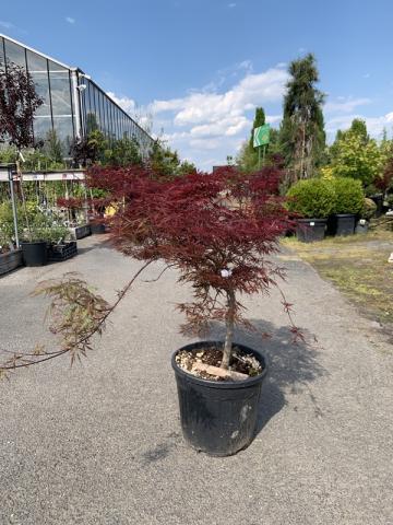 Acer palmatum var. dissectum 'Garnet' | kontejnerované