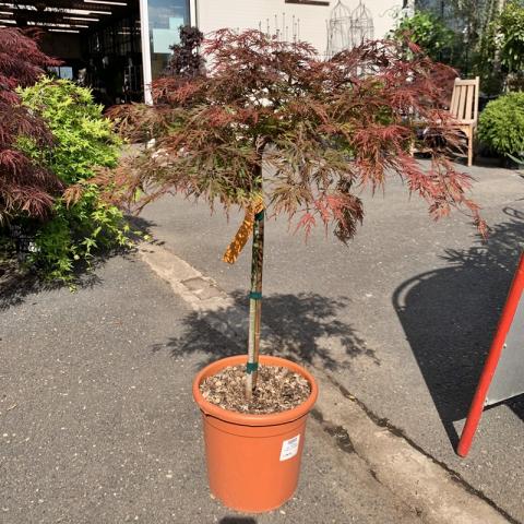 Acer palmatum 'Orangeola' | kontejnerované