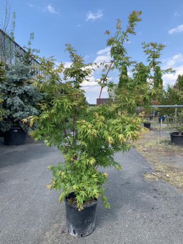 Acer palmatum 'Sango Kaku' | kontejnerované