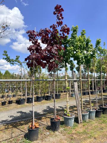 Acer platanoides 'Royal Red' | kontejnerovaný
