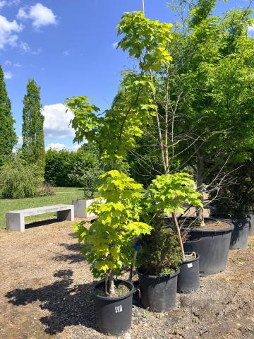 Acer rubrum 'October Glory' | kontejnerovaný