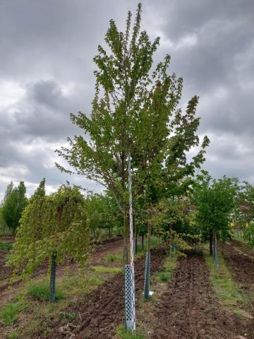 Acer rubrum 'October Glory'