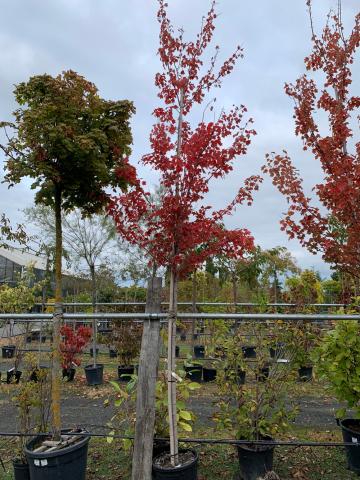 Acer rubrum 'Brandy Wine'