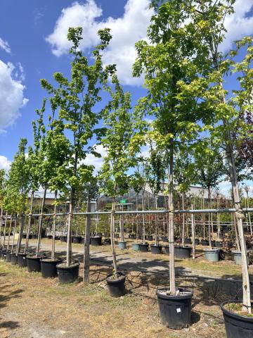 Acer x freemanii 'Autumn Blaze' | kontejnerovaný Acer x freemanii 'Autumn Blaze' | kontejnerovaný