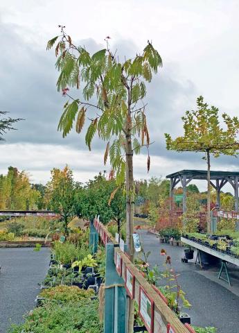 Albizia julibrissin 'Ombrella'