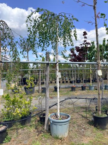 Betula pendula 'Youngii'