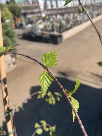 Kontejner clt.70</br>Obvod kmínku 10/12 cm