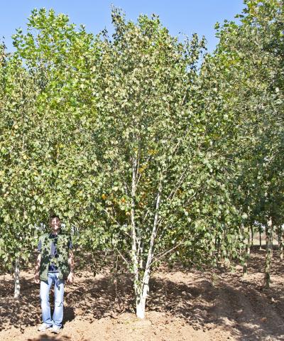 Betula utilis | vícekmen