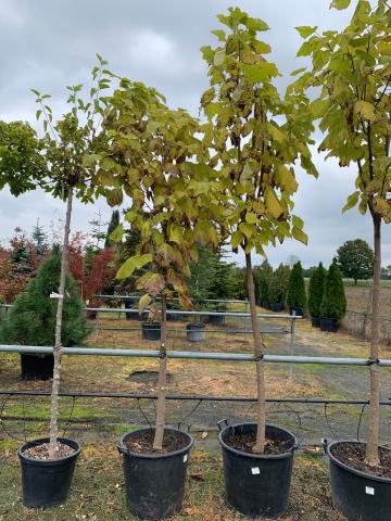 Catalpa bignonioides