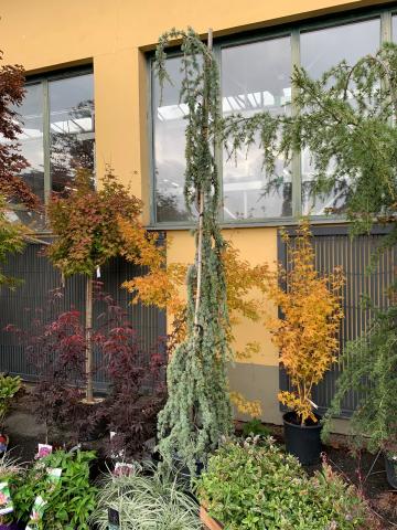 Cedrus atlantica 'Glauca Pendula'