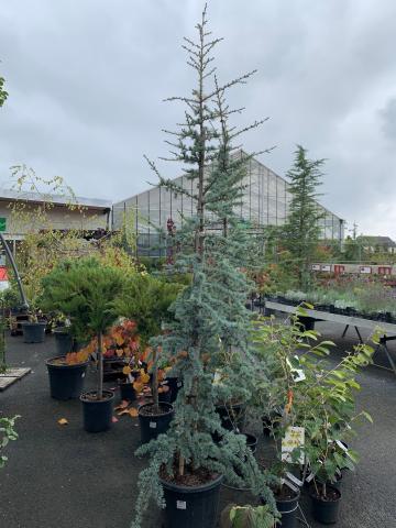 Cedrus atlantica 'Glauca'