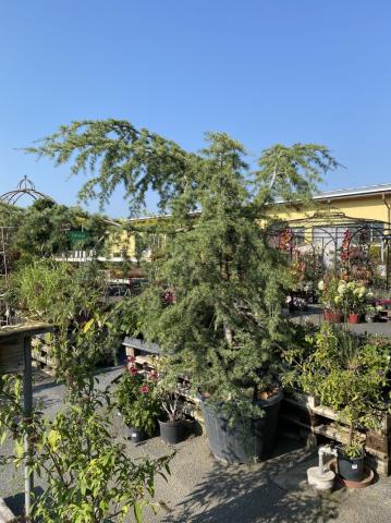 Cedrus deodara 'Pendula'