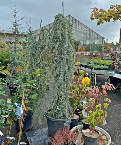 Cedrus libani 'Blue Fountain'