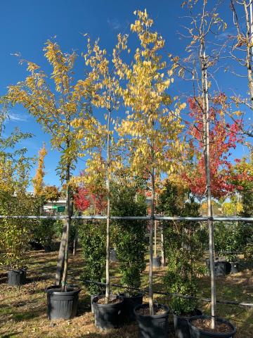 Celtis australis