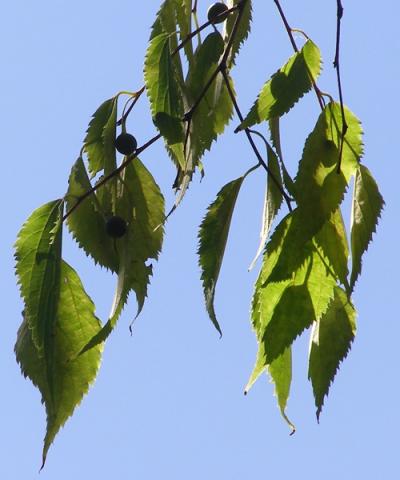 Celtis australis