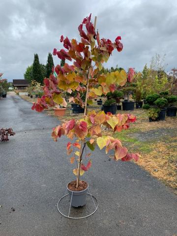 Cercis canadensis 'Eternal Flame' (PBR)