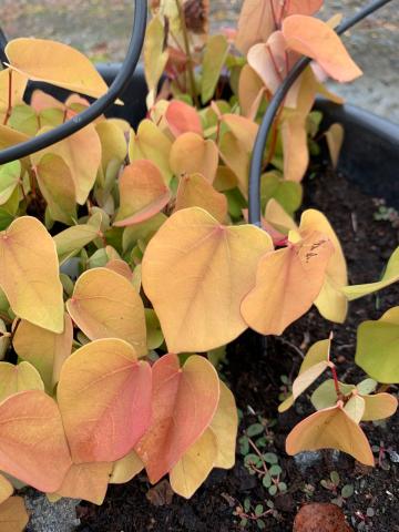 Cercis canadensis 'Forest Pansy'