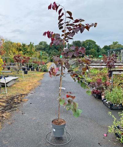 Cercis canadensis 'Forest Pansy'