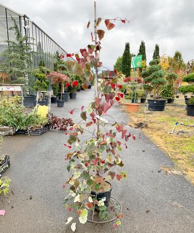 Cercis canadensis 'Carolina Sweetheart' PBR