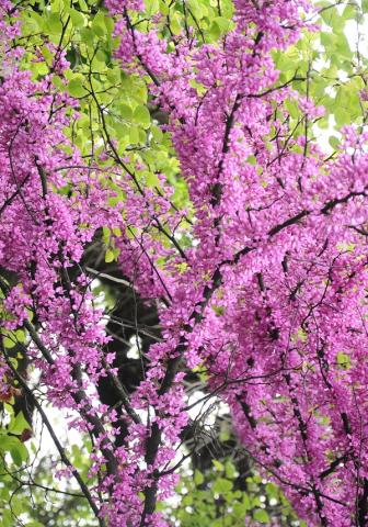 Cercis siliquastrum Cercis siliquastrum
