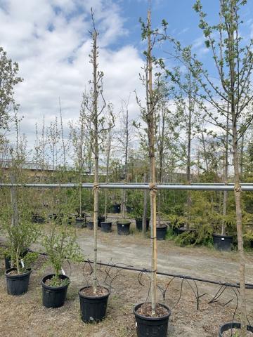 Crataegus x lavallei 'Carrierei' | kontejnerovaný