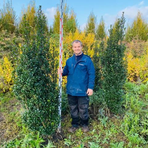 Ilex x meserveae 'Heckenstar'