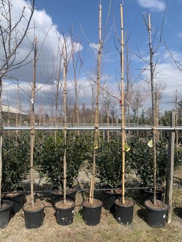 Koelreuteria paniculata | kontejnerované